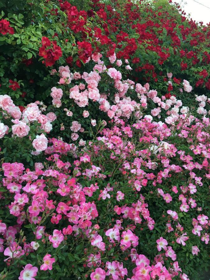 Ferienwohnung Au Parfum Des Roses Gunstett Exterior foto